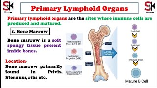 Primary Lymphoid Organs- Bone Marrow & Thymus..