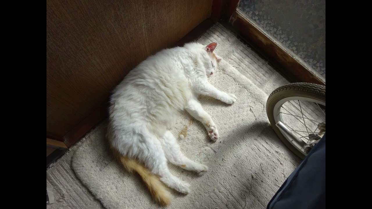 一本刀土俵入（２０２６） by kakashi