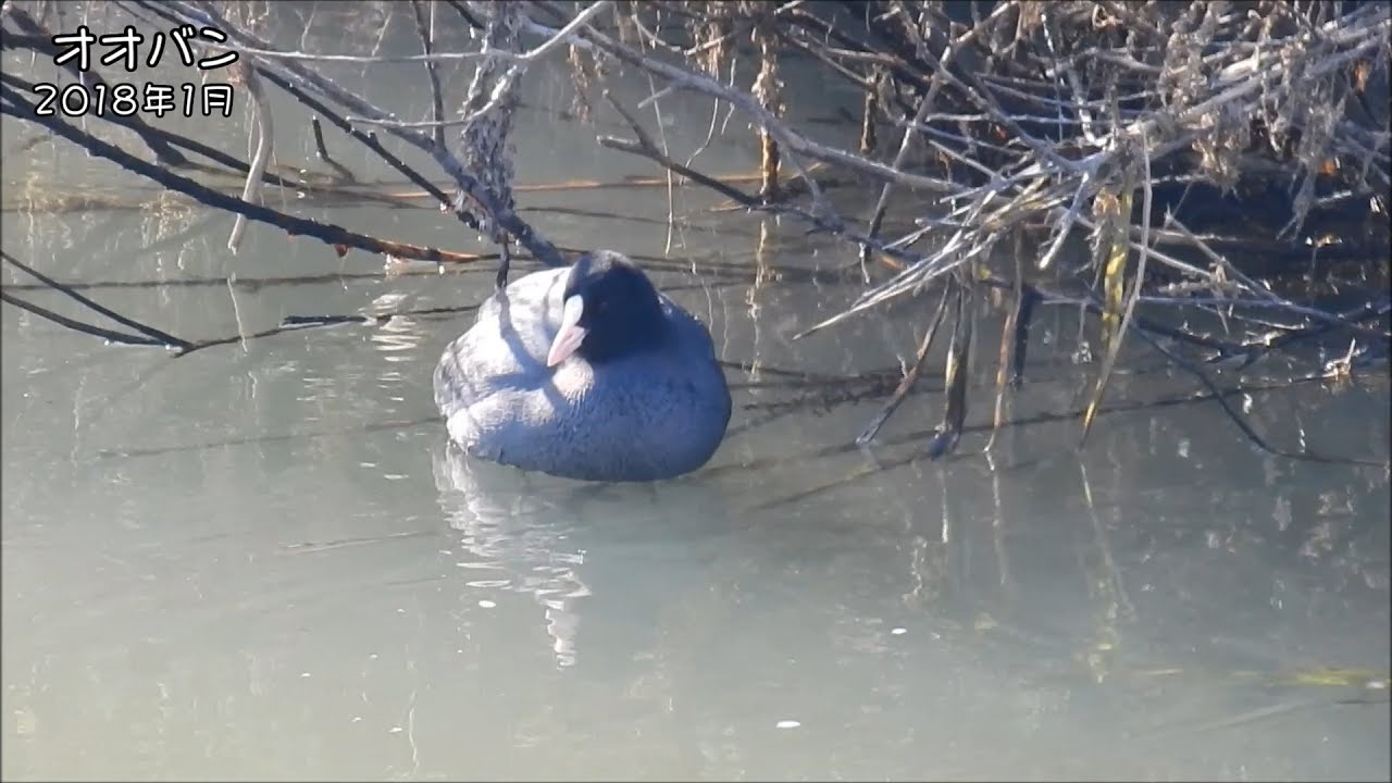 野鳥雨靴 オオバン Black coot (Fulica atra)
