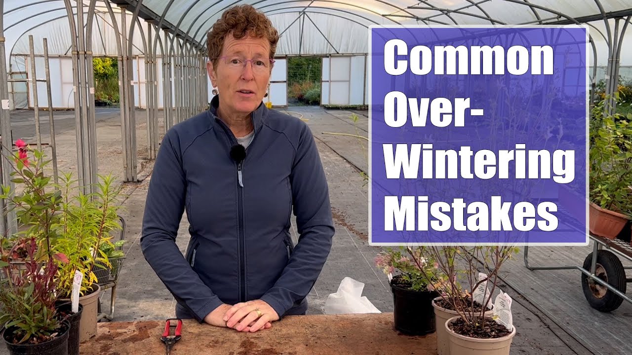 Распространенные ошибки, которые я вижу при зимовке многолетников