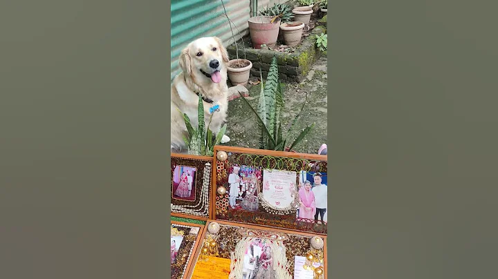 He will always be the cutest puppy #dog #goldenretriever