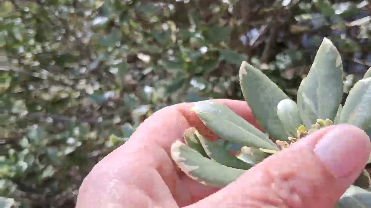 Bushes, flowers and Fruit 🌳 