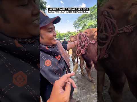 SAPINYA GEDE POLL, HARGA GAK ATURAN😱 CUMA 22,5 JUTA #sapi #super #jumbo #viral #murah #fyp #big