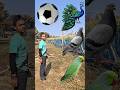 Rounding coconuts to Duck, Peacock, Pigeon &amp; Parrot - Birds names magic video#foryou#plzsupport