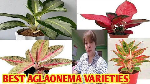 AGLAONEMA VARIETIES /MARGIE PULIDO VLOGS