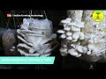 Oyster Mushroom farming in India   #short    #indianfarmingtechnology