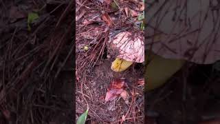Discover Nature's Hidden Treasures: Foraging Wild Fungi in the Countryside