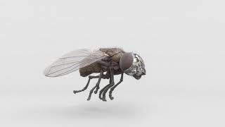 HouseFly 3D Render