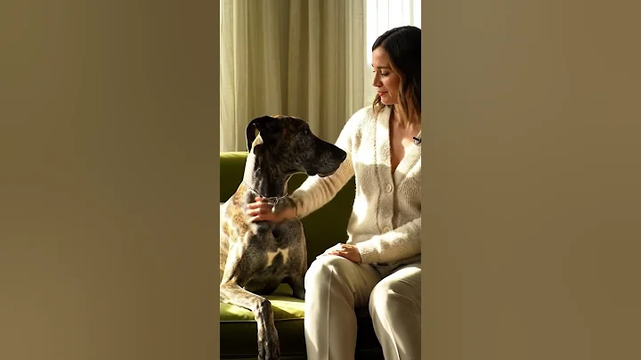 Best couple so much love #doglife #puppy #dogs #animals #video #shorts #love