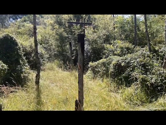 Il y a plus de temps de travail en palombière que de moments de chasse