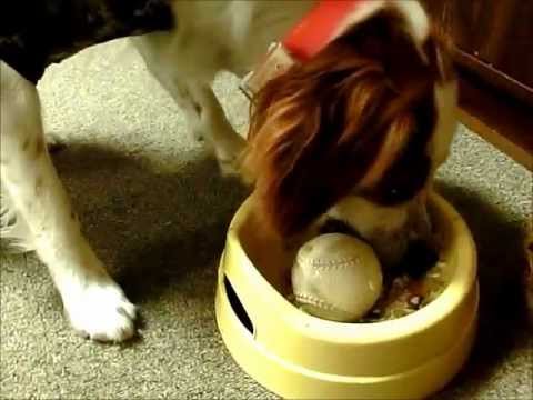 犬の早食い防止に野球ボール Youtube