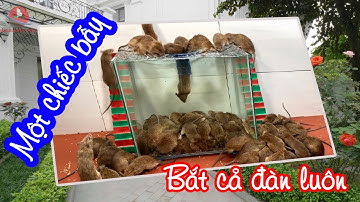 Bẫy chuột thông minh, bẫy chuột bá đạo và rẻ tiền