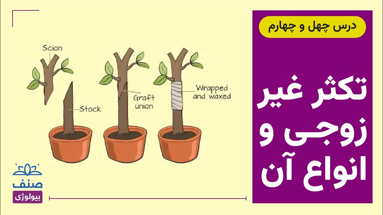 صنف - بیولوژی صنف دوازدهم - درس 44:  تکثر غیر زوجی و انواع آن