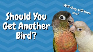 Should You Get Another Bird? | BirdNerdSophie