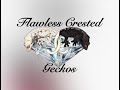 Flawless Crested Geckos on NOUGHTY BUSINESS