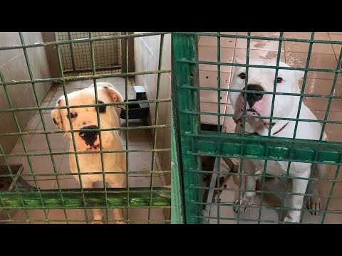 Video: Barınakta Bulunan Ortak Köpek Irkları