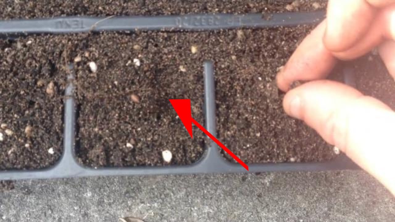 Collecting and planting Lupin seeds