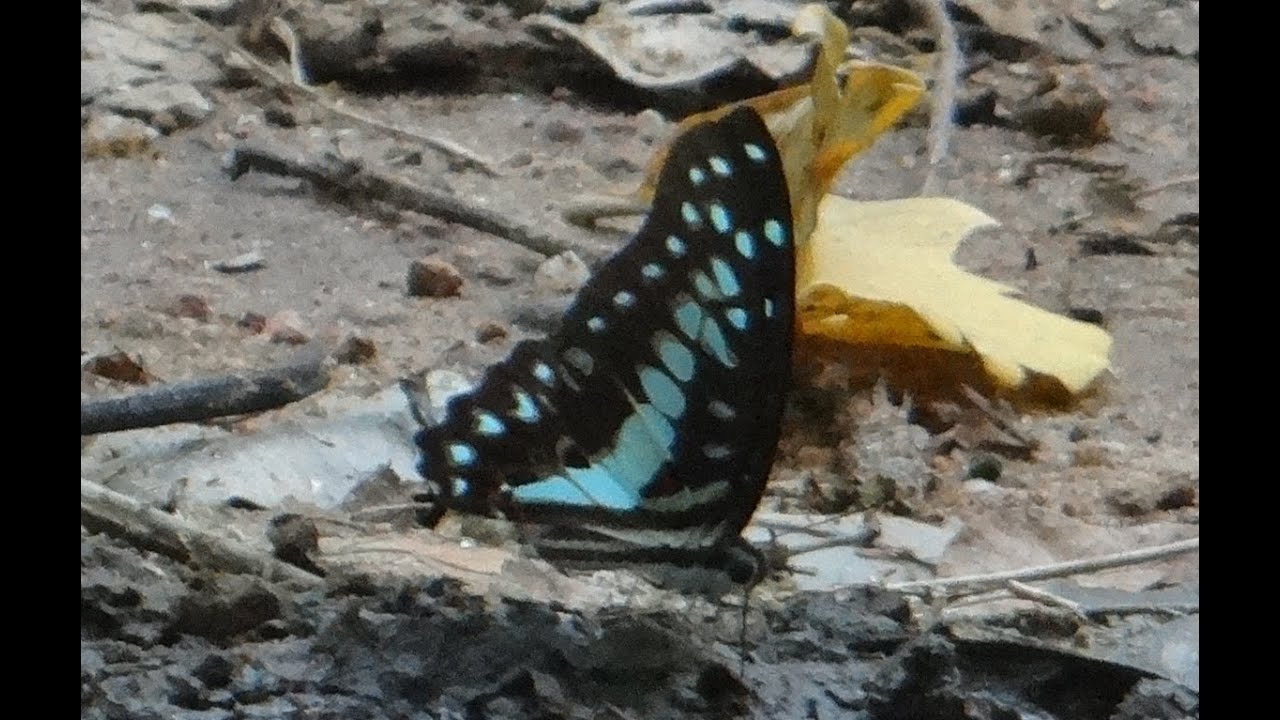 video phone beyonce mp3 Graphium Sarpedon / Common Bluebottle / Blue Triangle Butterfly
