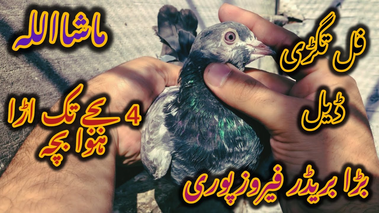 4بجے تک اڑا ہوا بچہ فیروز پوری بریڈر فل تگڑی ڈیل……03341042965