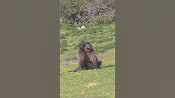 baboon hunting perfect shot #wildlife #hunting #harehunting #baboon2wild #baboonvalley #baboon