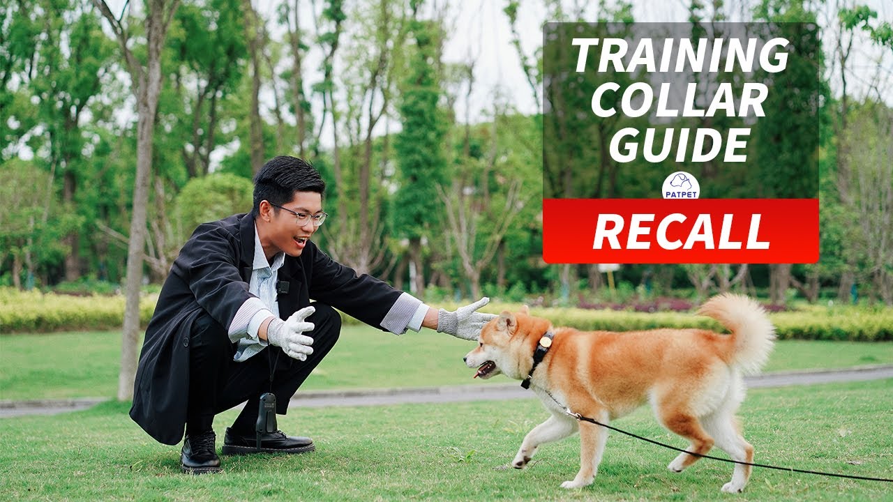 TEACH YOU TO GET RID OF THE BAD HABIT OF DOGS RUNNING AROUND IN JUST ONE DAY | RECALL | Dog training