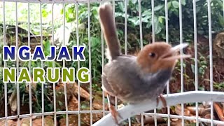 Menantang  Pranjak Klawu Jantan Ngajak Narung