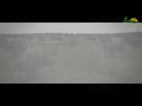 زيت الزيتون البكر الممتاز العضوي التونسي الشتوي والشملالي عطارة الأزدي