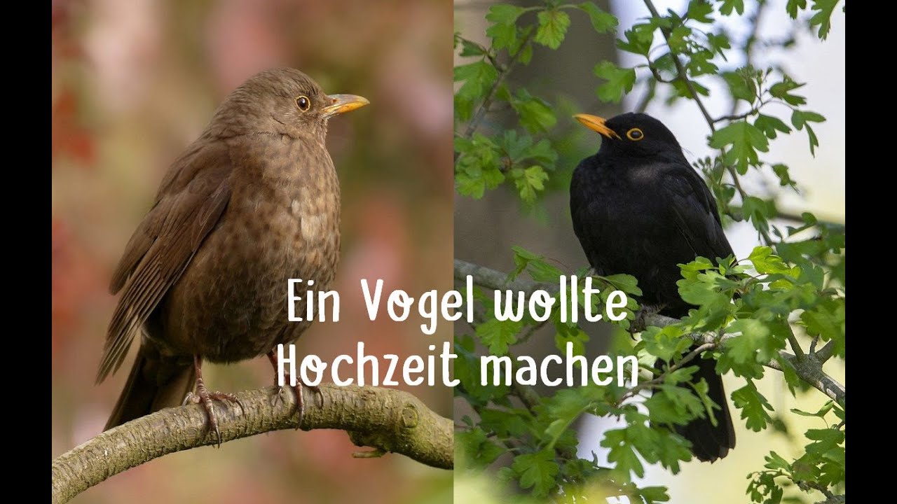 3 Ein Vogel Wollte Hochzeit Machen Vorgelesenes Und Vorgesungenes Lied Youtube 