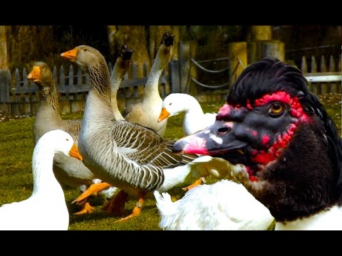 Video: Enten Rassen Lila. Praktisch Werk