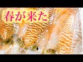 コウイカさばき方【墨まみれ】のコウイカを綺麗に捌く方法