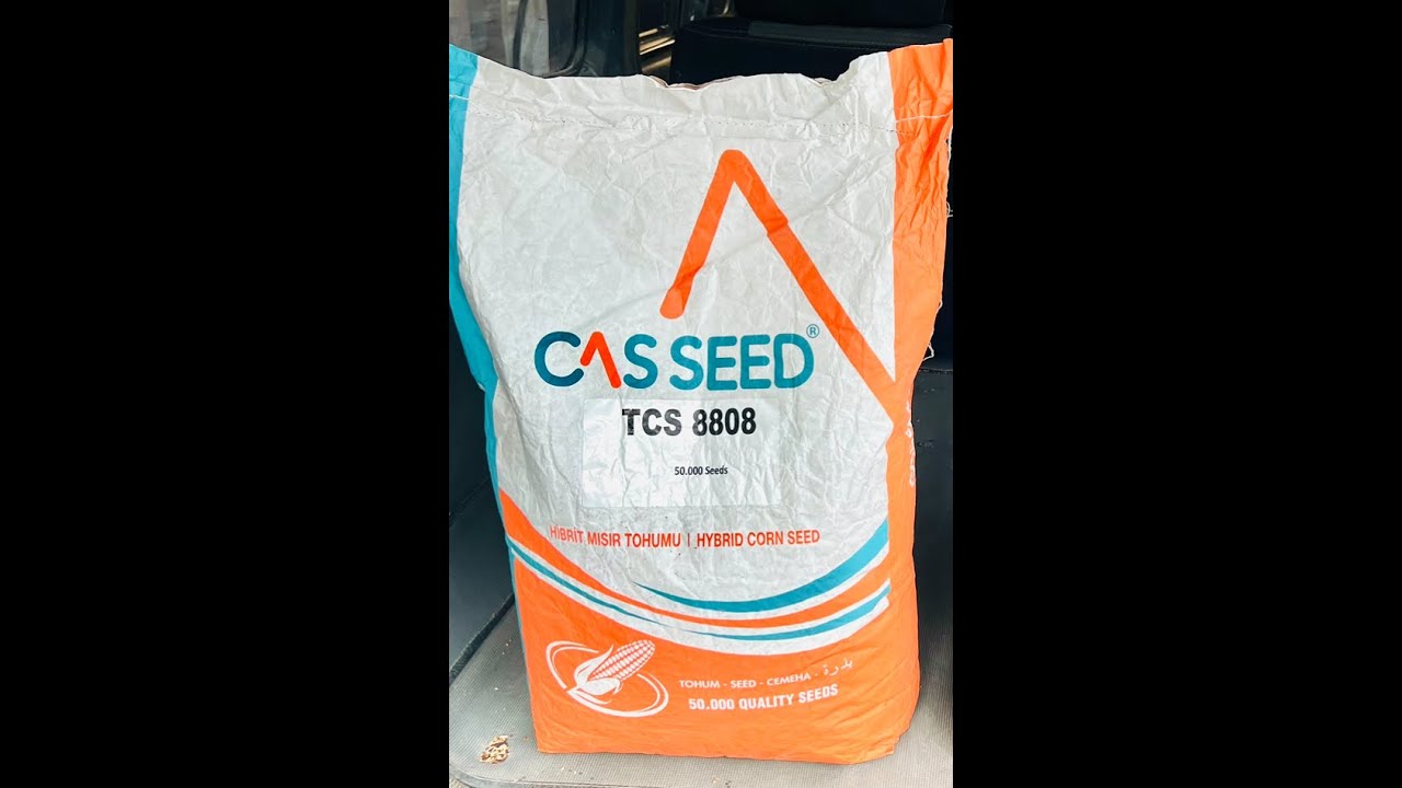 CAS SEED CORN TURKEY MAKKA JO'XORI URUG'LARINING YETILISH JARAYONIDAN LAVHA