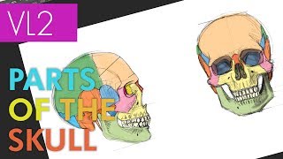 Visual Library 2 - SKULL STUDY