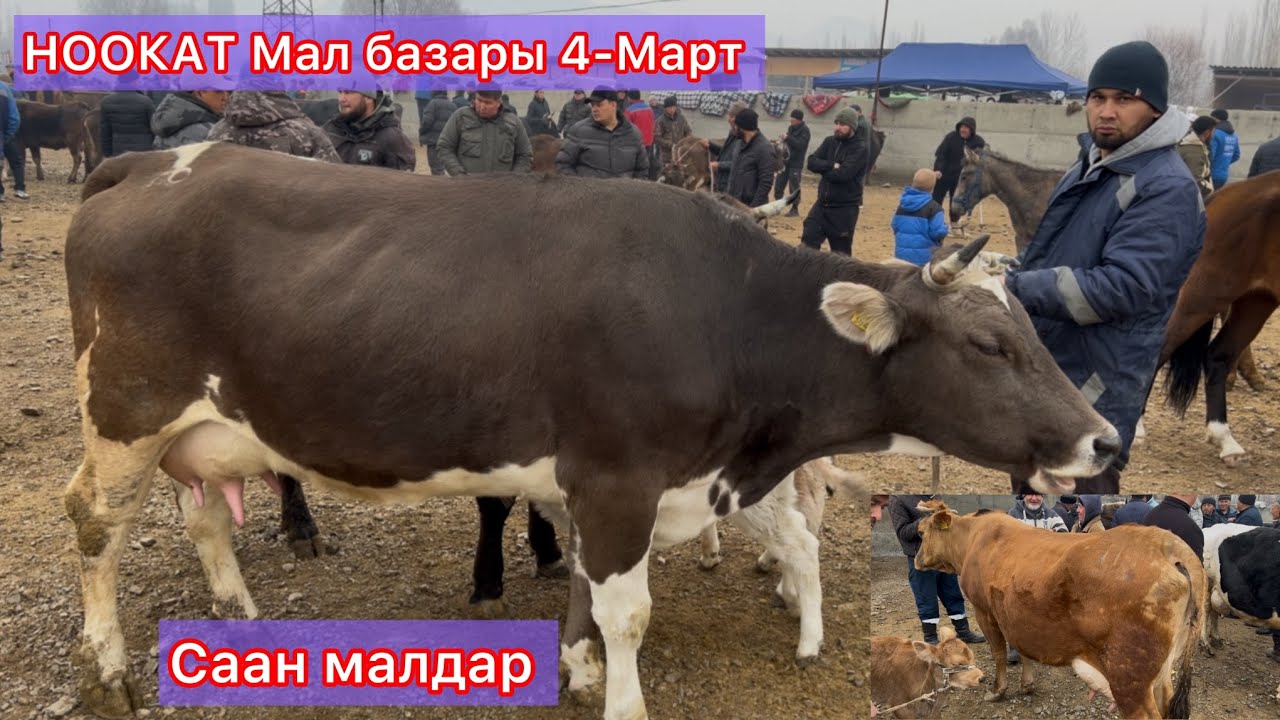 НООКАТ мал базары 4-Март , Саан малдар 