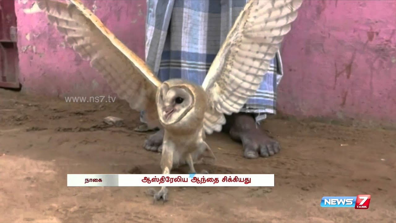 Rare Australian Owl Caught Near Nagapattinam Tamil Nadu News7 Tamil Youtube