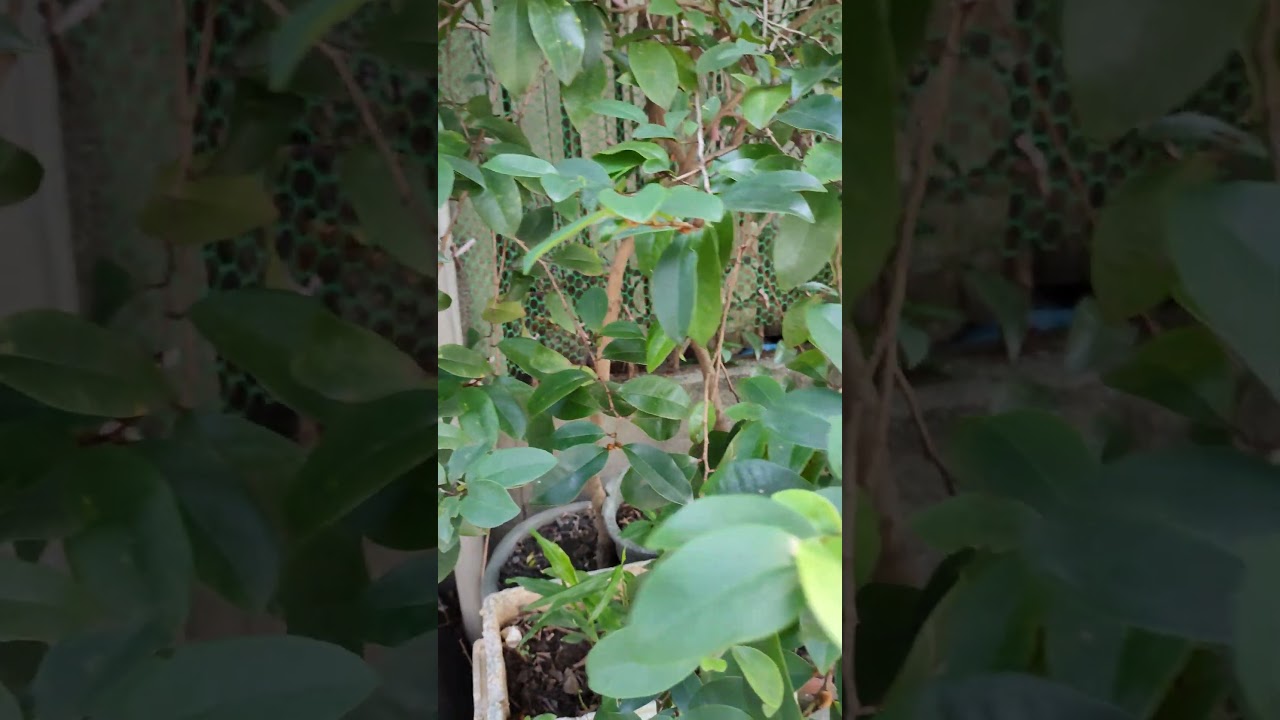 含笑花 庭院榕樹 ? VID20231012071137