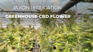 JAXON GREENHOUSE CBD FLOWER