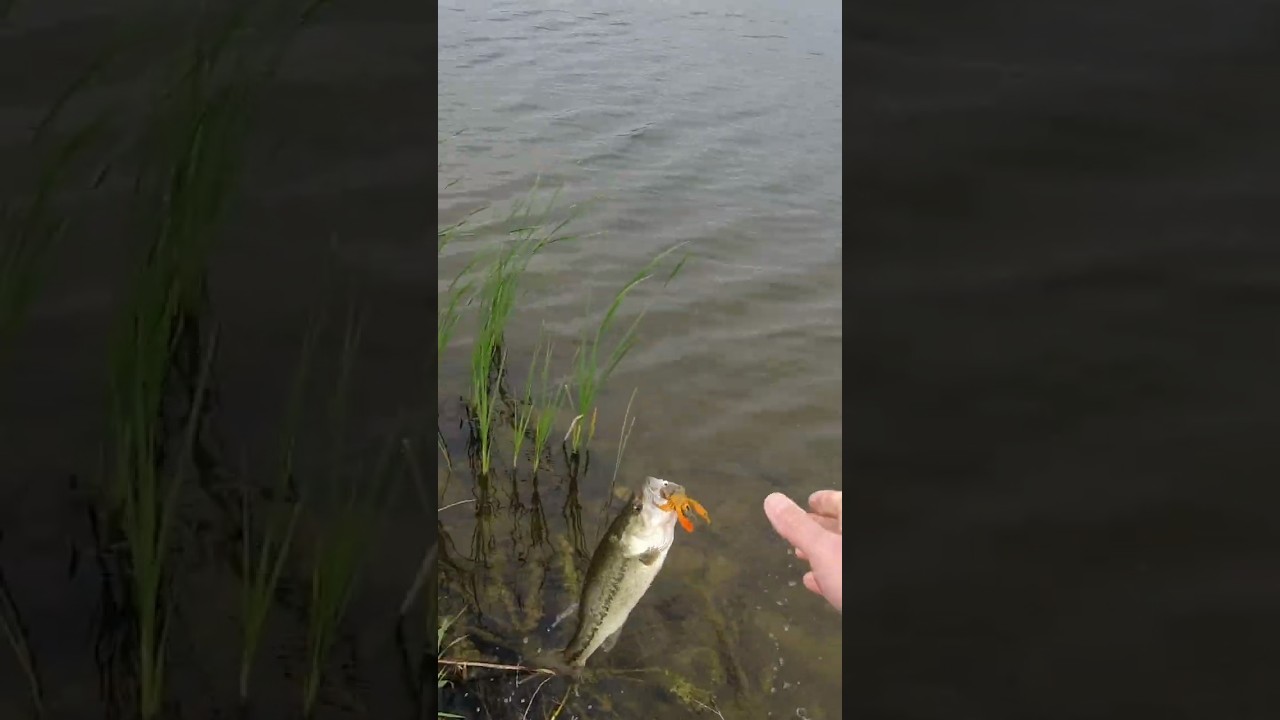 YUM Crawbugs Are an Awesome Finesse Bait!