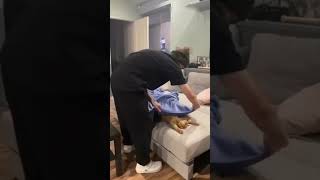 Naughty Pets Caught On Camera