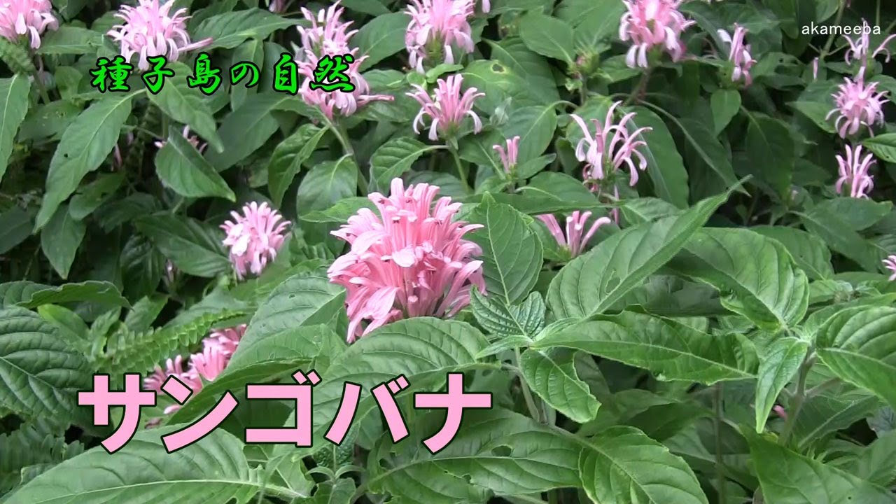 サンゴバナ 夏に茎の先端に円錐花序を出し鮮やかなピンク色の花を咲かせた開花風景 種子島の自然 Youtube