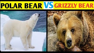 Polar bear vs Grizzly bear/ grizzly bear vs polar bear/ Who Would Win? /#bear / In Hindi...
