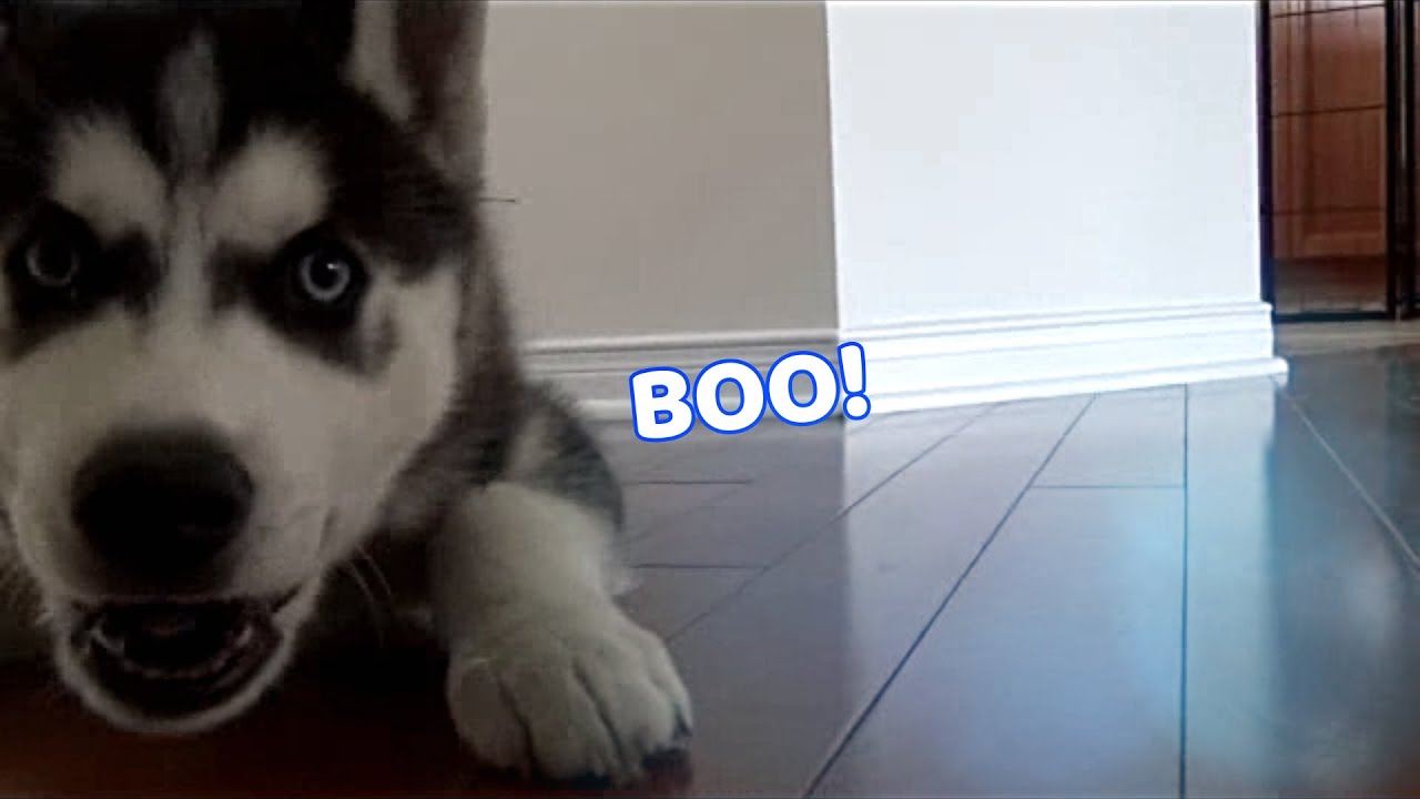 Husky Puppy Tries Human Food For the FIRST Time! (Cute Husky Compilation 3)