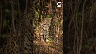 Leopard Encounter 😳| Just Survived | Near Miss Experience| Kisse Kahaniya With Rohan | 2/60