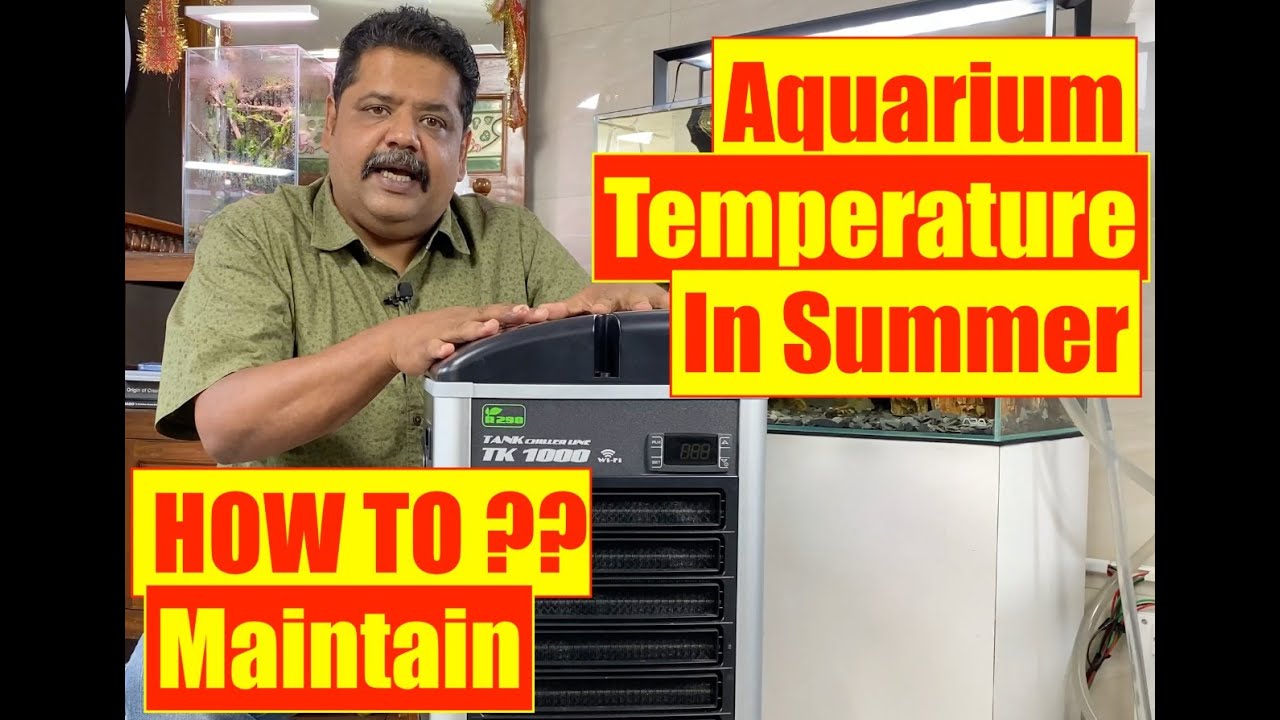 Best Aquarium Chiller TECO Chiller How to Maintain Aquarium