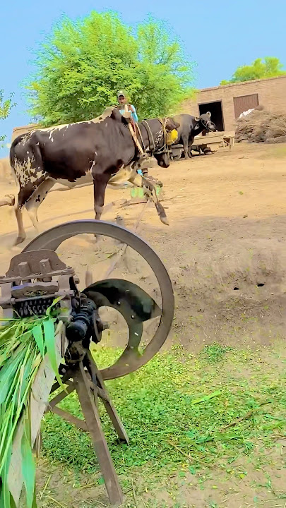 High speed oxygen on help with Gear Toka machine #shortvideo #shortsviral #gear_trend