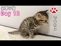 保護 12日目 おしっこをして反省している子猫がかわいい 【瀬戸のここ日記】