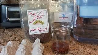 2117. How To Grow Mucilaginous Microgreen Sprout Seed Arugula Cress Mustard Why Cant You Mason Jar
