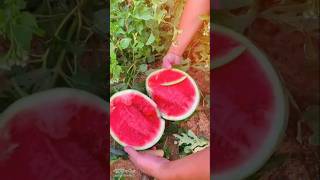 ✈️【In stock】Early Maturity8424Watermelon Seed High-Yield Lazy Hanvon Black ราคา ฿62 ซื้อในแอป Shopee