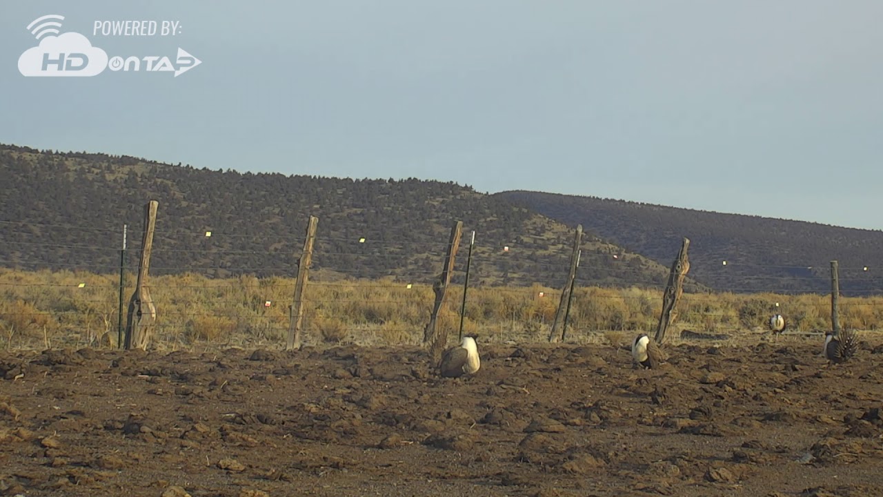 2018 - Greater Sage-Grouse Live Cam! 