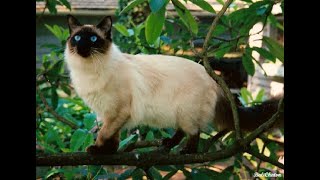 Why Balinese Cats Are the Ultimate Feline Companions