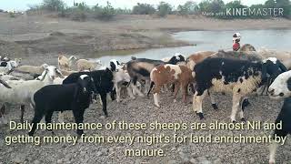 Sheep Rearing in Rural India